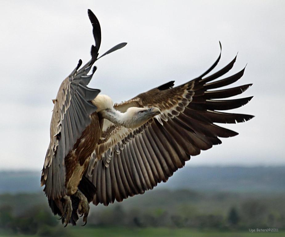 Observatorio De Aves Mas De Bunyol バルデロブレス エクステリア 写真